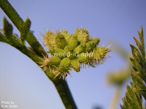 hedgeparsley, knotted